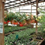 Hanging plants at Satsop Landscaping & Nursery in Elma, WA.