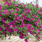 Hanging flowers at Satsop Landscaping & Nursery in Elma, WA.