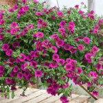 Hanging flowers at Satsop Landscaping & Nursery in Elma, WA.