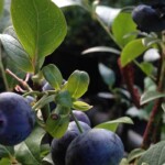 Blueberries at Satsop Landscaping & Nursery in Elma, WA.