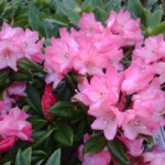 Pink Flowers at Satsop Landscaping & Nursery in Elma, WA.