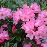 Pink Flowers at Satsop Landscaping & Nursery in Elma, WA.
