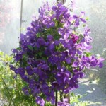 Flower Shop at Satsop Landscaping & Nursery in Elma, WA.