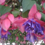 Landscaping flowers at Satsop Landscaping & Nursery in Elma, WA.