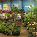 Nursery at Satsop Landscaping & Nursery in Elma, WA.