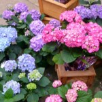 Gardenias at Satsop Landscaping & Nursery in Elma, WA.