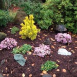 Veggies at Satsop Landscaping & Nursery in Elma, WA.